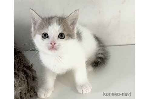 成約済の埼玉県のマンチカン-70880の6枚目